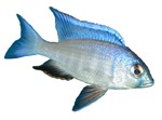 Placidochromis electra 'Deep Water Hap'