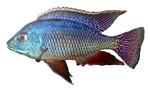 Protomelas sp. 'Red Empress'