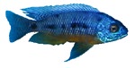 Protomelas spilonotus 'Tanzanian/Insignis'