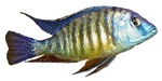 Protomelas sp. 'Tangerine Tiger'