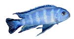 Pseudotropheus demasoni ('99 ACA Class Winner)