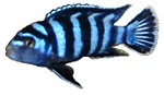 Pseudotropheus demasoni