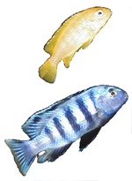 Pseudotropheus saulosi (Female above, Male below)