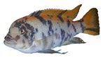 Pseudotropheus zebra 'OB'