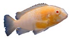 Pseudotropheus macropthalmus 'Albino Red Hood'
