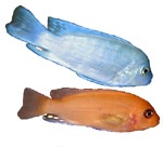 Pseudotropheus estherae 'True Red Zebra'