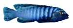 Pseudotropheus elongatus 'Likoma Island'