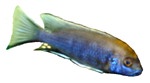 Pseudotropheus acei 'Chitimba Blaze'