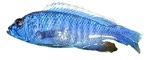 Sciaenochromis freyeri 'Ahli'