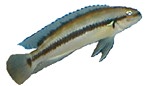 Telmatochromis vittatus