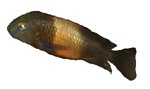 Tropheus moorii 'Bemba'