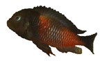 Tropheus moorii 'Bulu / Cherry Spots'