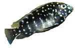 Tropheus duboisi (Juvenile)