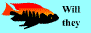 Cichlid Compatiblity Chart!
