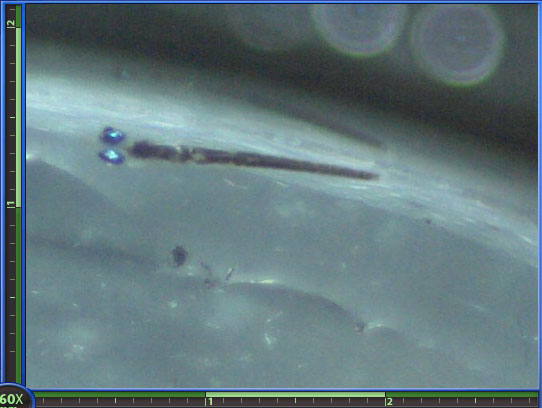 Rusty Goby (Priolepis hipoliti) Breeding Log! - Reef Central Online ...