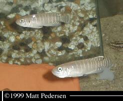 Neolamprologus brevis Zaire