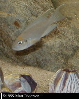 Neolamprologus calliurus 'Giant'