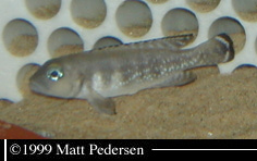 Neolamprologus hecqui