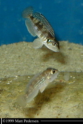 Lamprologus meleagris