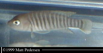 Neolamprologus multifasciatus