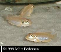 Lamprologus occelatus Gold